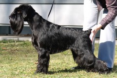linette7