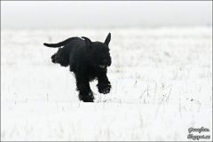 tiggycoursing2