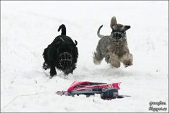 tiggycoursing3