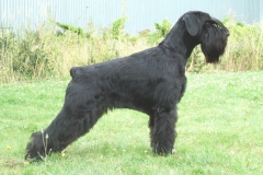 shaggy22