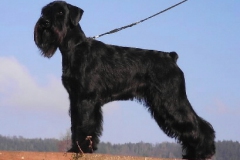 shaggy25