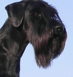 shaggy9